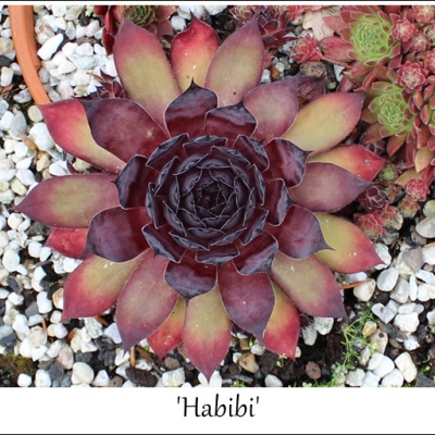 Habibi