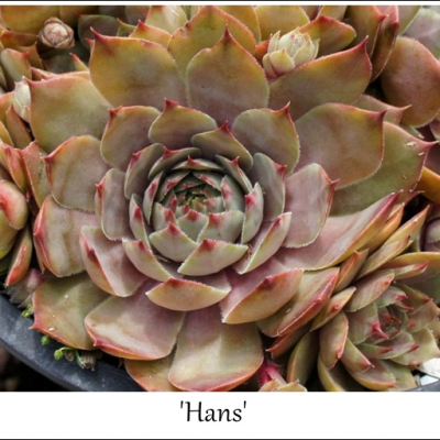 Hans