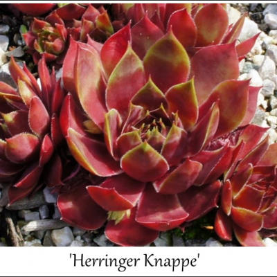 Herringer Knappe