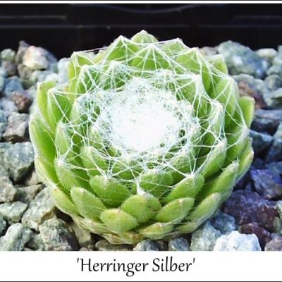 Herringer Silber