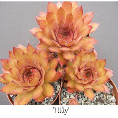 Hilly