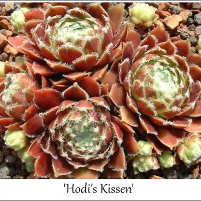 Hodi's Kissen
