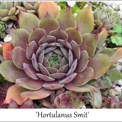 Hortulanus Smit