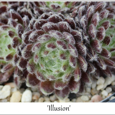 Illusion