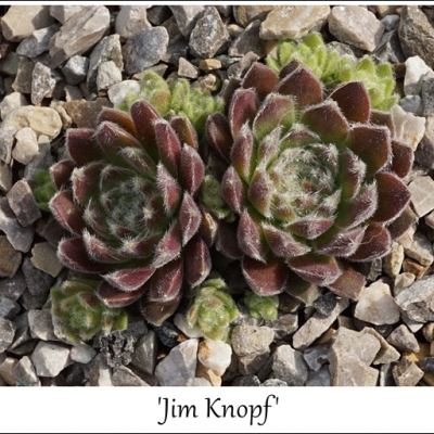 Jim Knopf