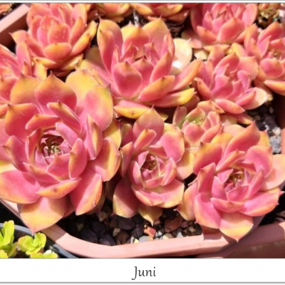 Juni