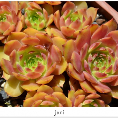 Juni