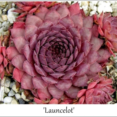Launcelot