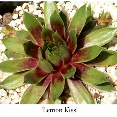 Lemon Kiss