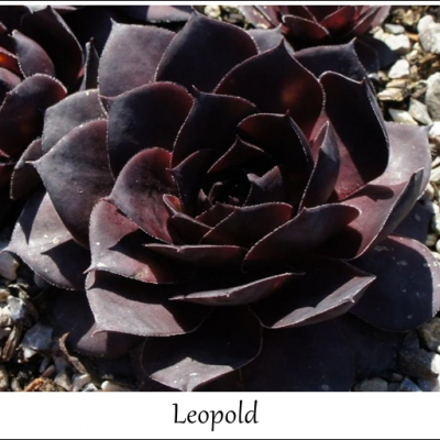 Leopold