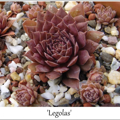 Legolas
