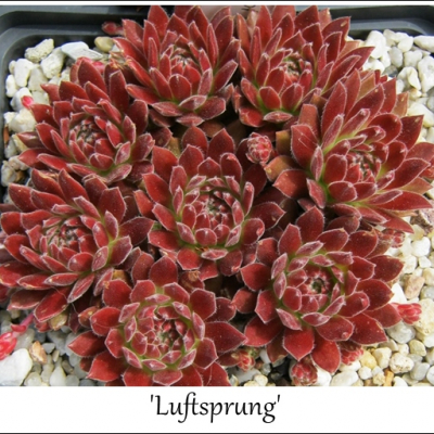 Luftsprung