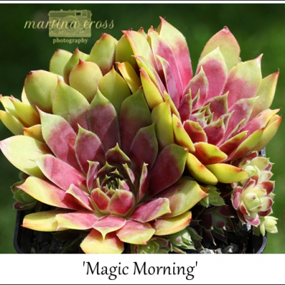Magic Morning