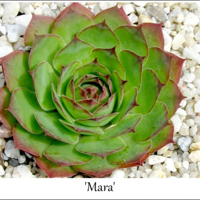 Mara