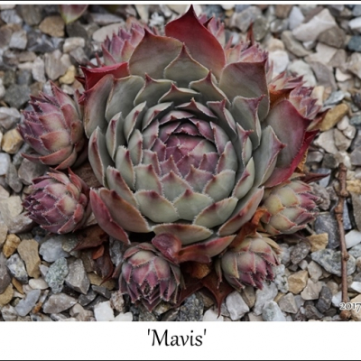 Mavis