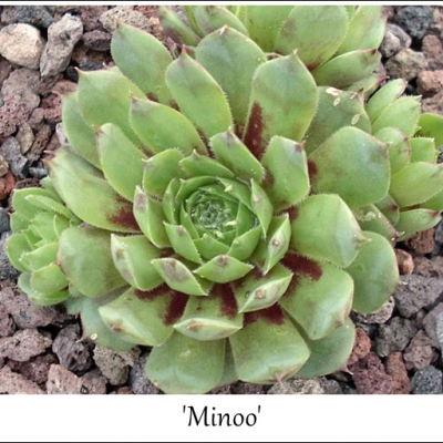 Minoo