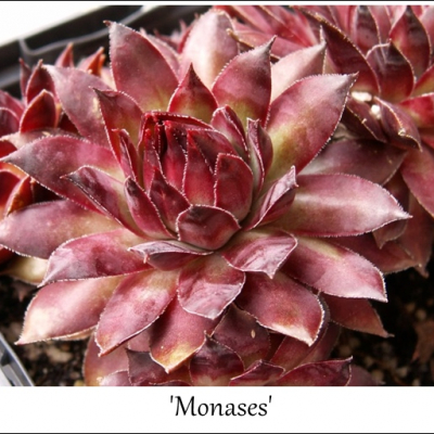 Monases