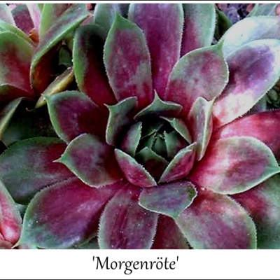 Morgenröte