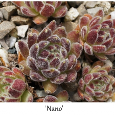 Nano