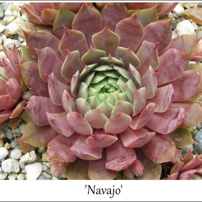 Navajo