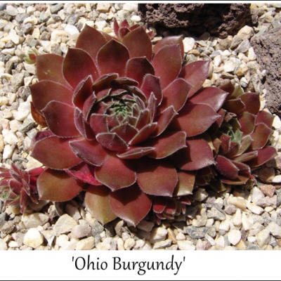 Ohio Burgundy