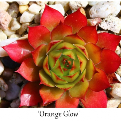 Orange Glow