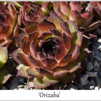 Orizaba