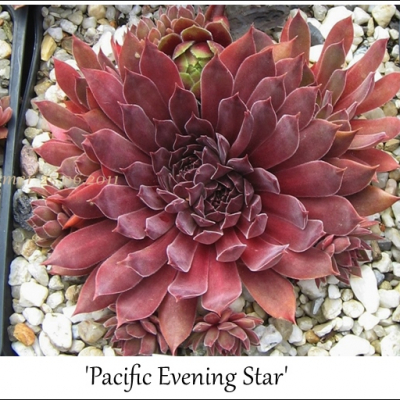 Pacific Evening Star