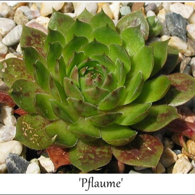 Pflaume