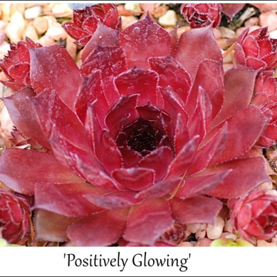Positively Glowing