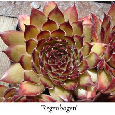 Regenbogen