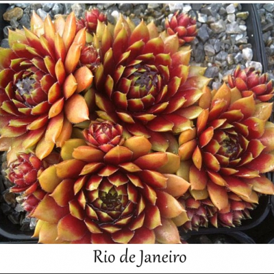 Rio de Janeiro