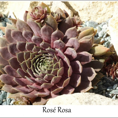 Rosé Rosa