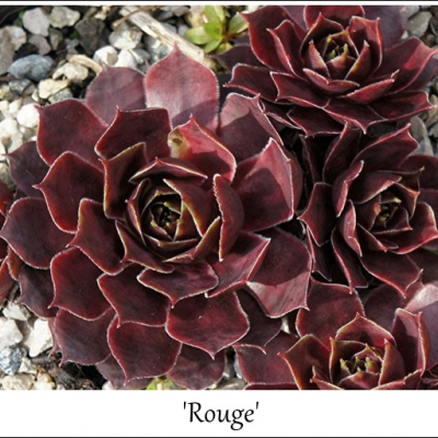 Rouge