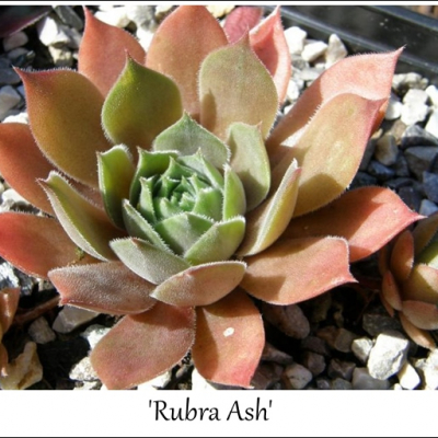Rubra Ash