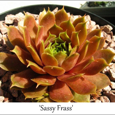 Sassy Frass