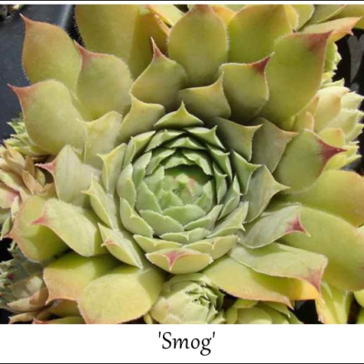 Smog