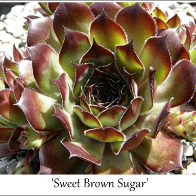 Sweet Brown Sugar