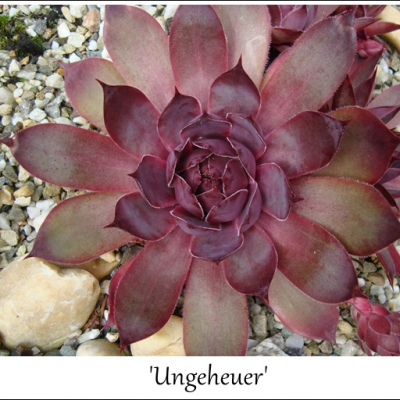 Ungeheuer