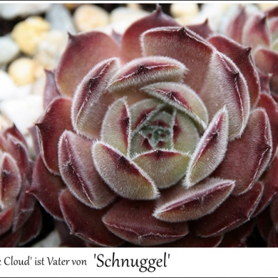 Schnuggel