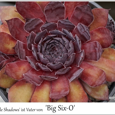 Big Six-O