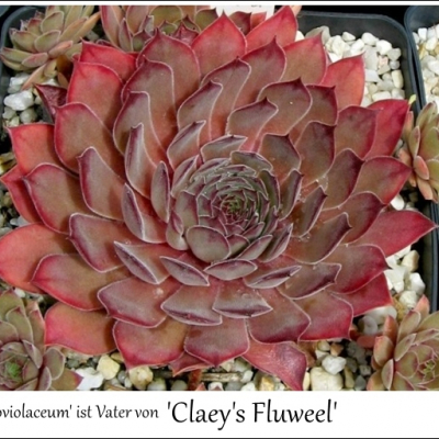 Claey's Fluweel