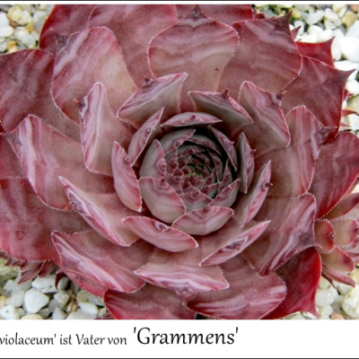 Grammens