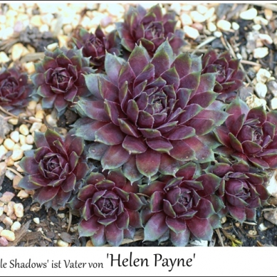 Helen Payne