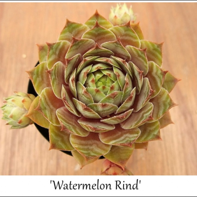 Watermelon Rind