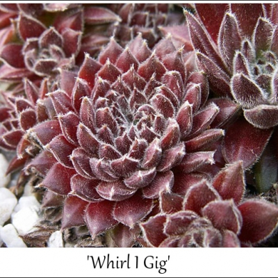 Whirl I Gig