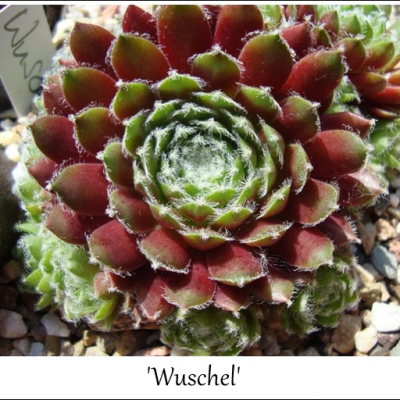 Wuschel