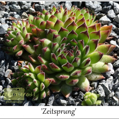 Zeitsprung