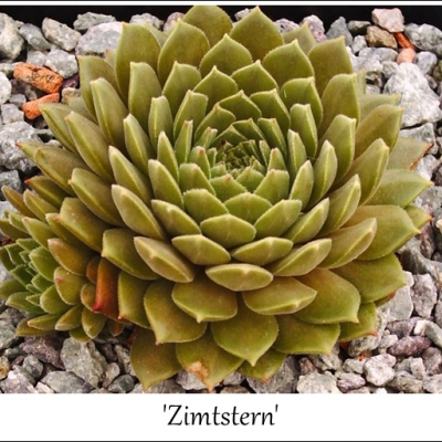 Zimtstern