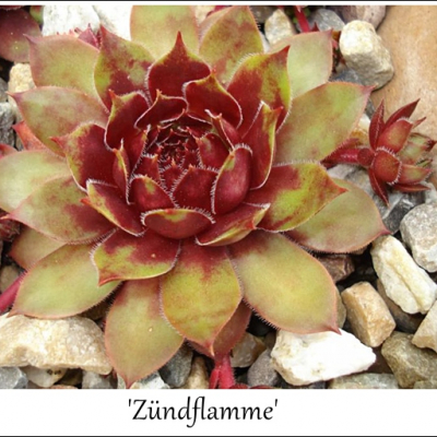 Zündflamme